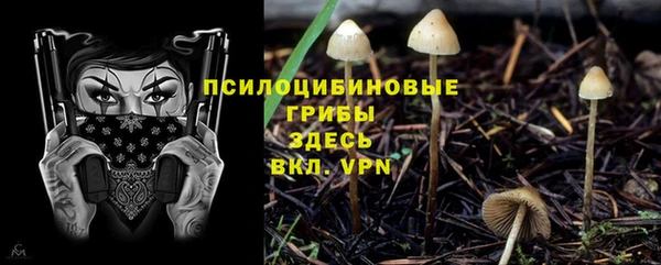стафф Аркадак