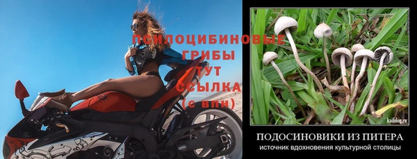 стафф Аркадак